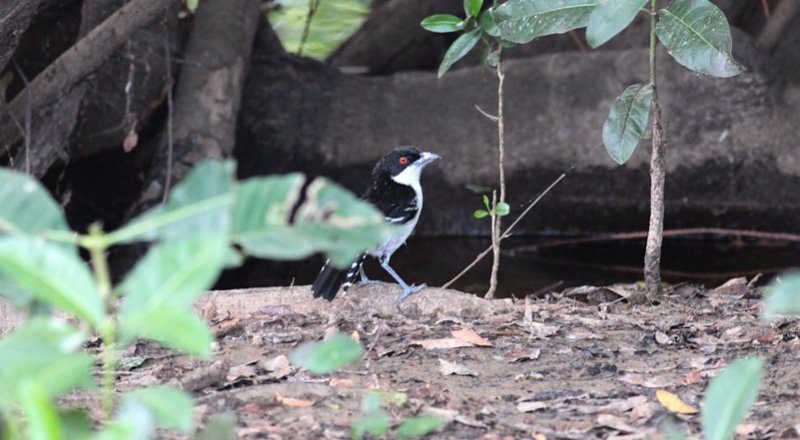 Great Antshrike