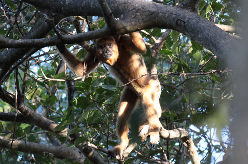 Black Howler (female)