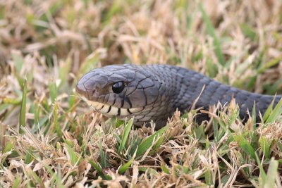 Texas Indigo Snake