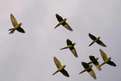 Green Parakeets