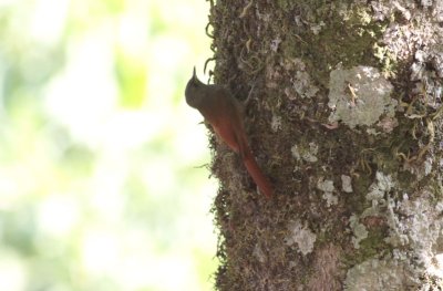 Olivaceous Woodcreeper