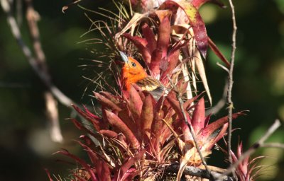 Flame-colored Tanager