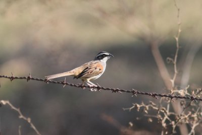 Stripe-headed Sparrow