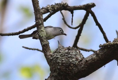 Blue-gray Gnatcathers on nest