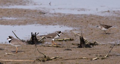 Semipalmated  Plovers (& Least Sandpiper)
