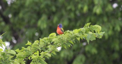 Painted Bunting