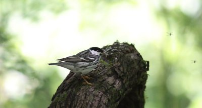 Blackpoll Warbler