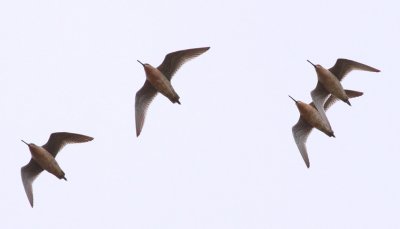 Short-billed Dowitchers