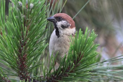 Eurasian Tree Sparrow