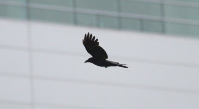 Large-billed crow