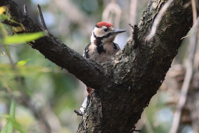 Great Spotted Woodpecker