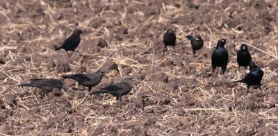 Brewer's Blackbirds