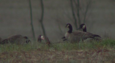 Cackling, Canada, and Greater White-fronted  Geese