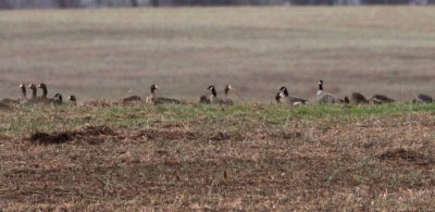 Cackling Geese & Greater White-fronted Geese