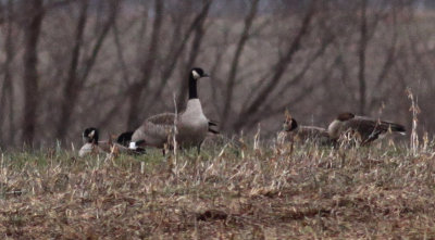 Cackling, Canada, and Greater White-fronted Geese