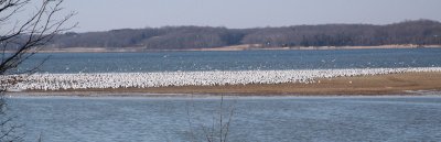 Pace Point gulls