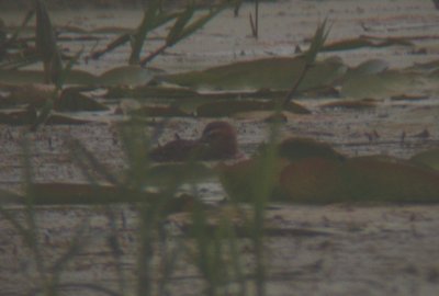 Masked Duck (female)