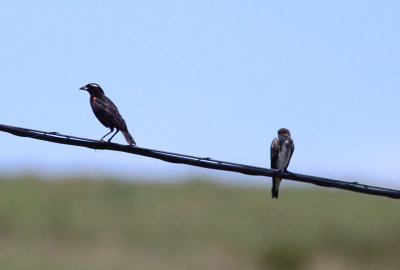 White-browed Blackbird & Brown-chested Martin