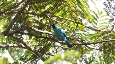 Black-legged Dacnis