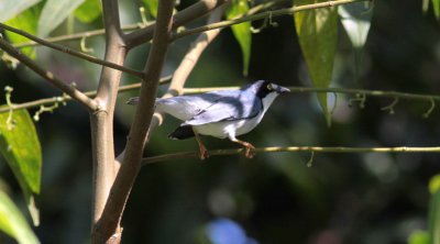 Hooded Tanager