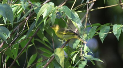 Yellow-backed Tanager (female)