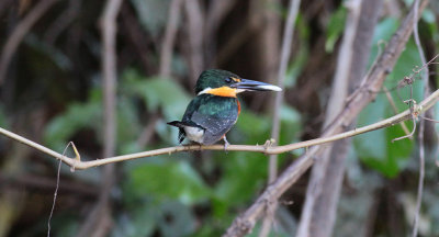 American Pygmy Kingfisher