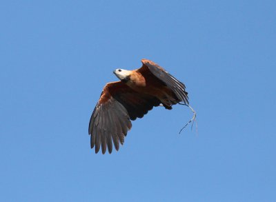 Black-collared Hawk