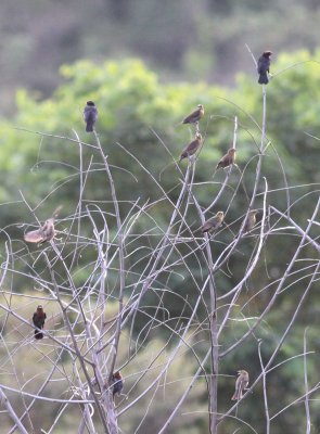 Chestnut-capped Blackbirds
