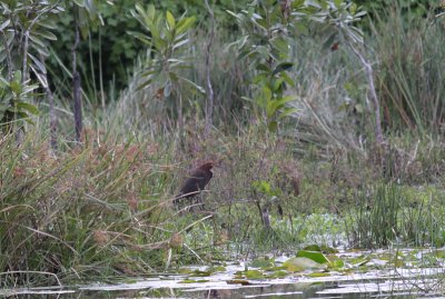 Rufescent Tiger-Heron