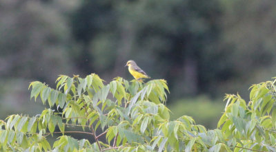 Yellow-browed Tyrant