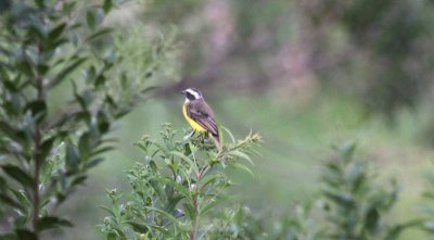 Rusty-margined Flycatcher