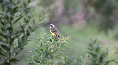 Rusty-margined Flycatcher