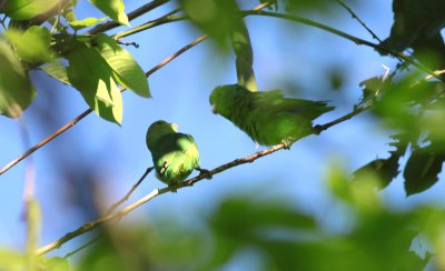 Blue-winged Parrotlets