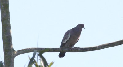 Picazuro Pigeon