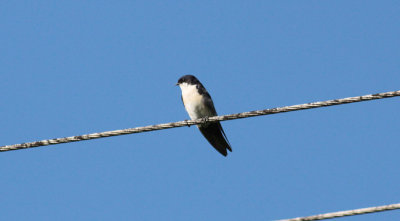 Blue-And-White Swallow