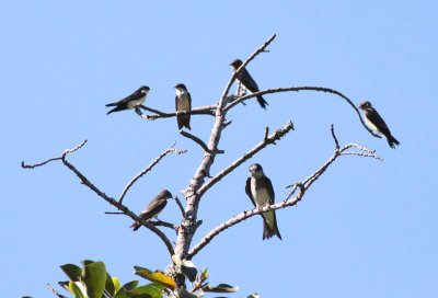 Gray-breasted Martin, Southern Rough-winged & Blue-and-White Swallows