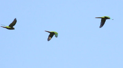 Maroon-bellied-Parakeets