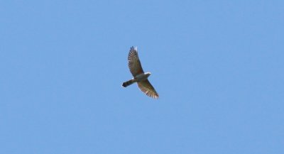 Rufous-thighed Kite