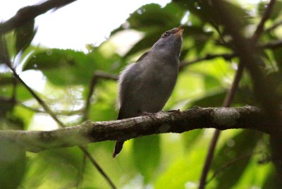 Pin-tailed Manakin (female)
