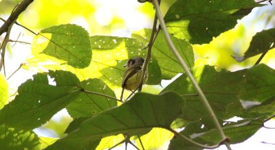 Eared Pygmy-Tyrant