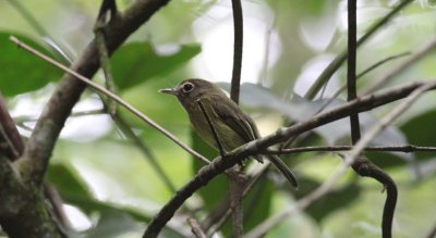 Eye-ringed Tody-Tyrant