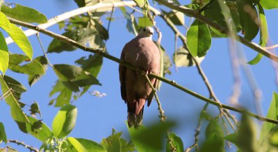 Ruddy Ground-Dove