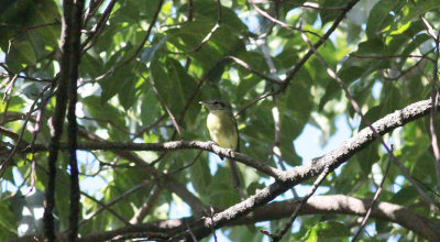 Sepia-capped Flycatcher