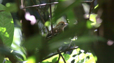 Sooretama Slaty-Antshrike (female)