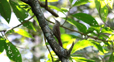 Lesser Woodcreeper