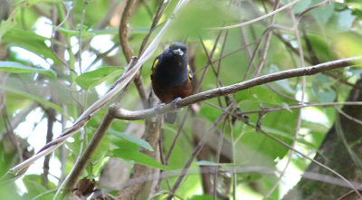 Chestnut-bellied Euphonia