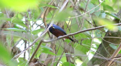 Chestnut-bellied Euphonia