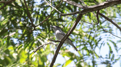 Black-capped Becard