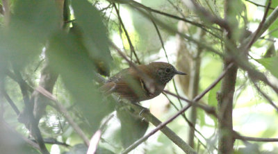 Star-throated Antwren