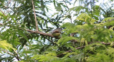 Rufous-winged Antwren